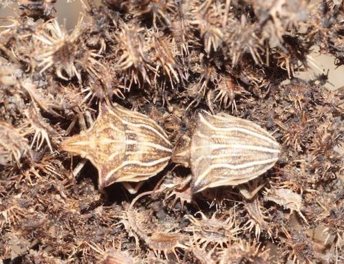 Réf. 293 220 : Ancyrosoma leucogrammes